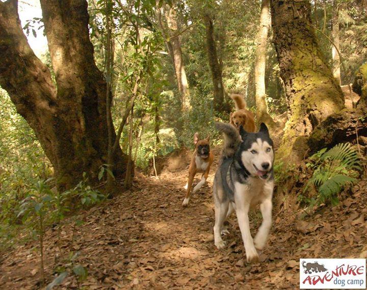 Hotel para perros Adventure dog camp