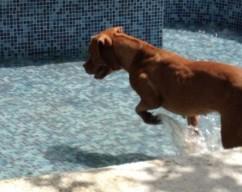 Hotel para perros Hotel Canino Real