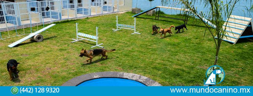 Hotel para perros Mundo Canino