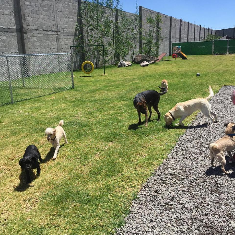 Foto de Grand dog hotel