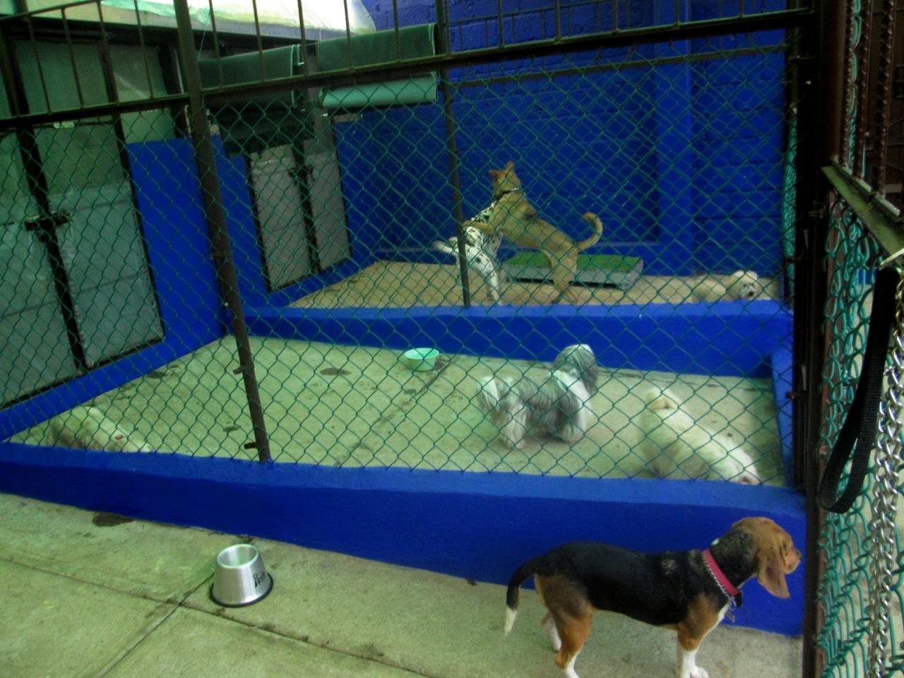 Hotel para perros Hotel canino Cuernavaca