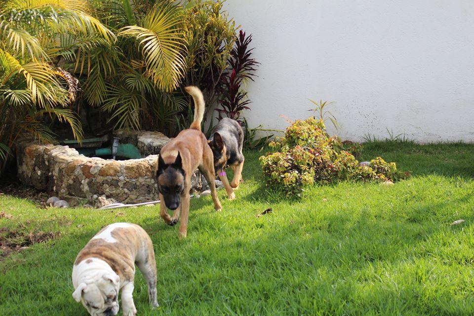 Hotel para perros Pet Entertainment Center
