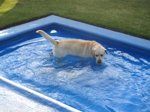 Hotel para perros Villa mascotas