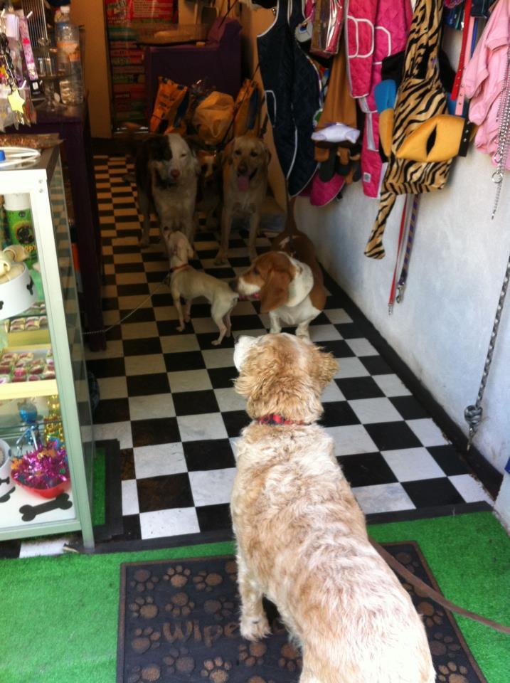 Hotel para perros STREETERS