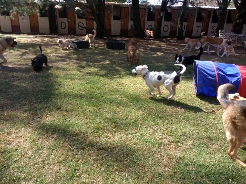 Foto de Dog Scouts