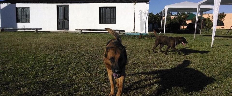 Hotel para perros Canes