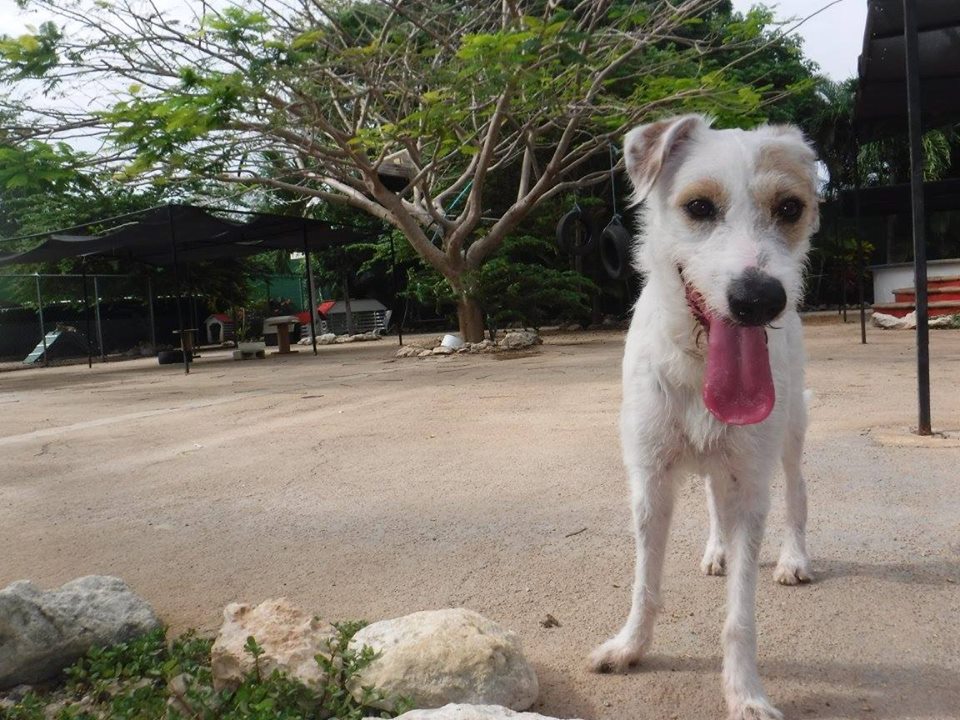 Hotel para perros y gatos Petopia Cancún