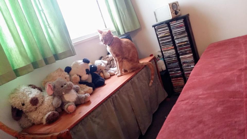 Hotel para gatos Spa Michuno