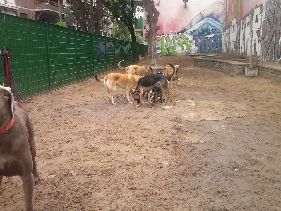 Hotel para perros Ciudad Mascotera