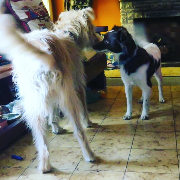 Hotel para perros Guardería Canina Foxy