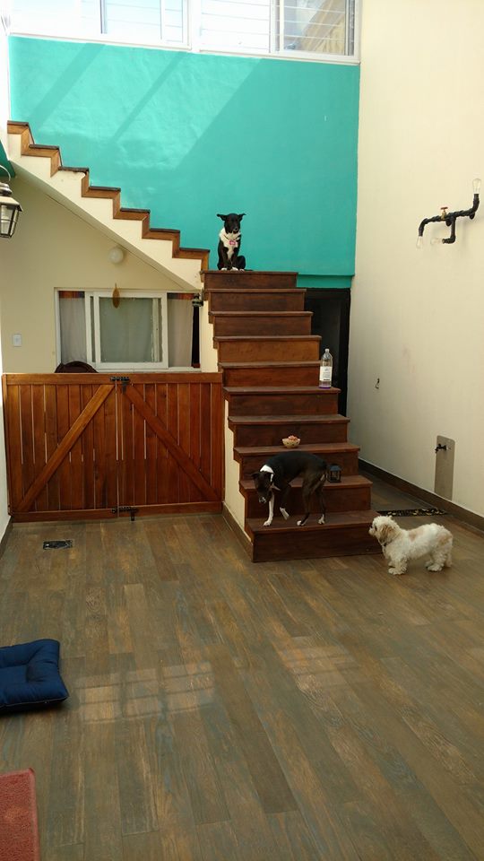 Hotel para perros Mi Sueño