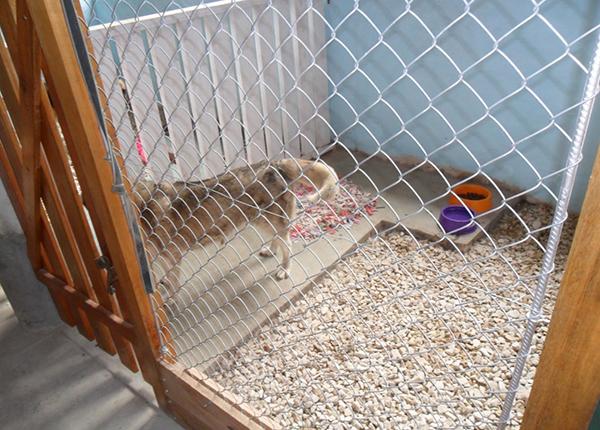 Hotel para perros y gatos Guardería Canina OJ