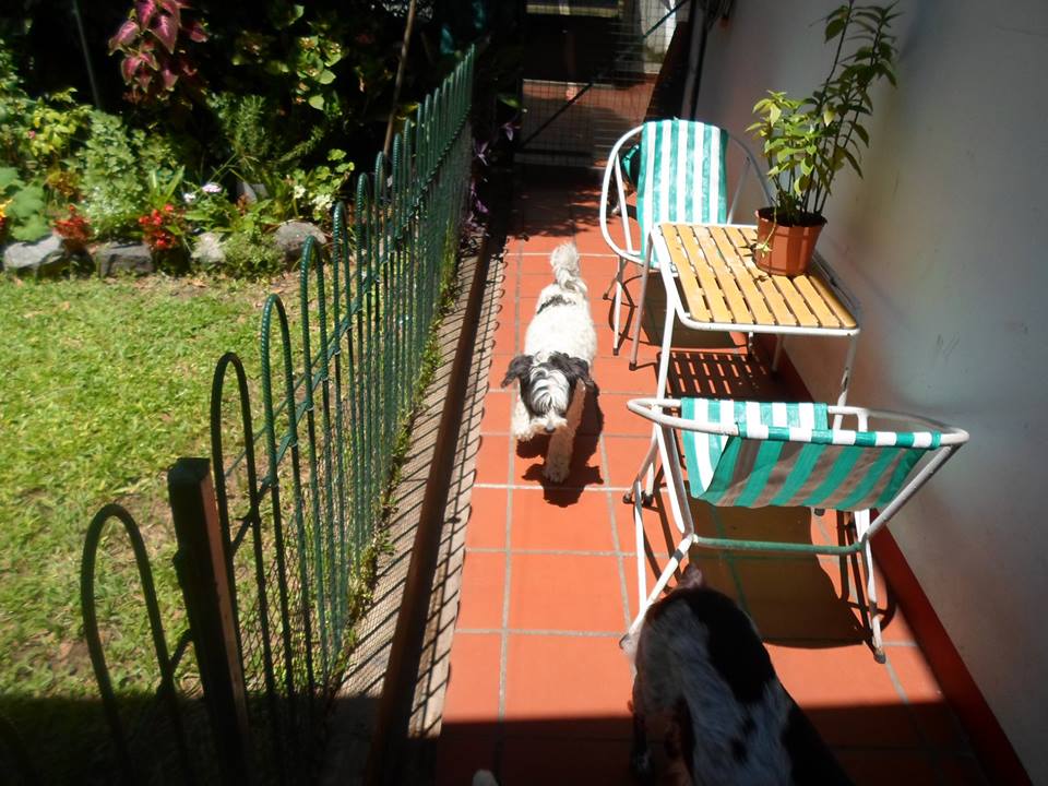 Hotel para perros Sweet Puppies