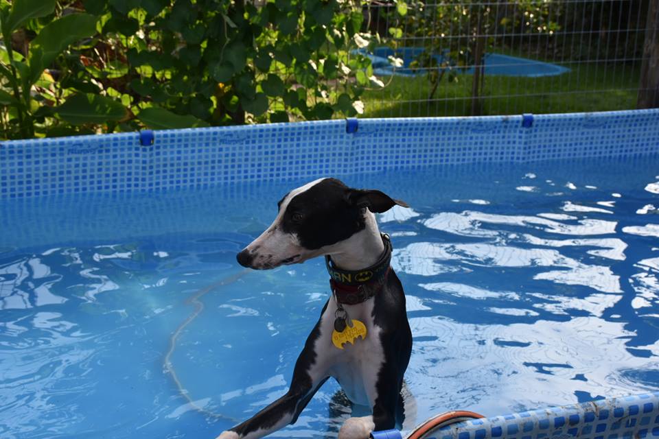 Hotel para perros Guardería Canina Pincho