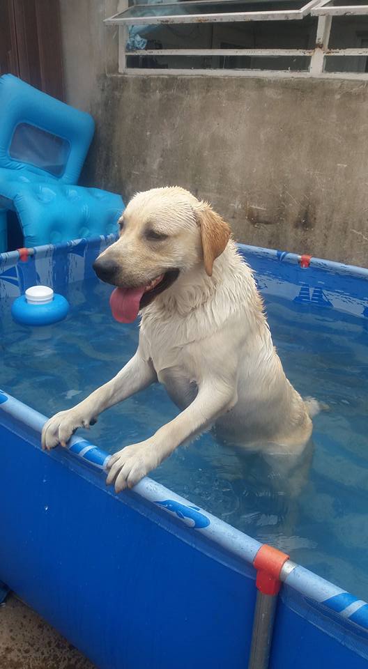 Hotel para perros Guardería Canina y Traslados de Mascotas