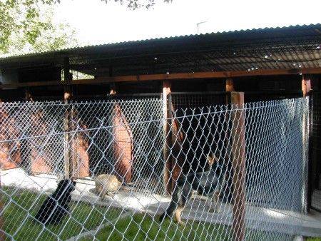 Hotel para perros Guardería Canina Pata