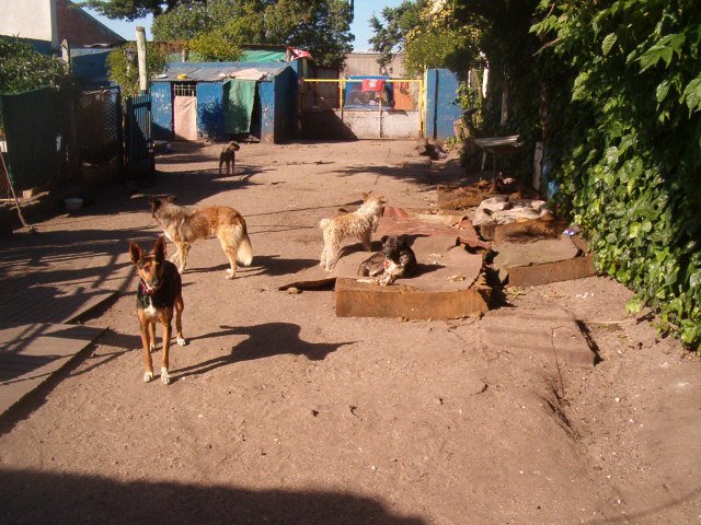 Hotel para perros Guardería Canina Talcaguala