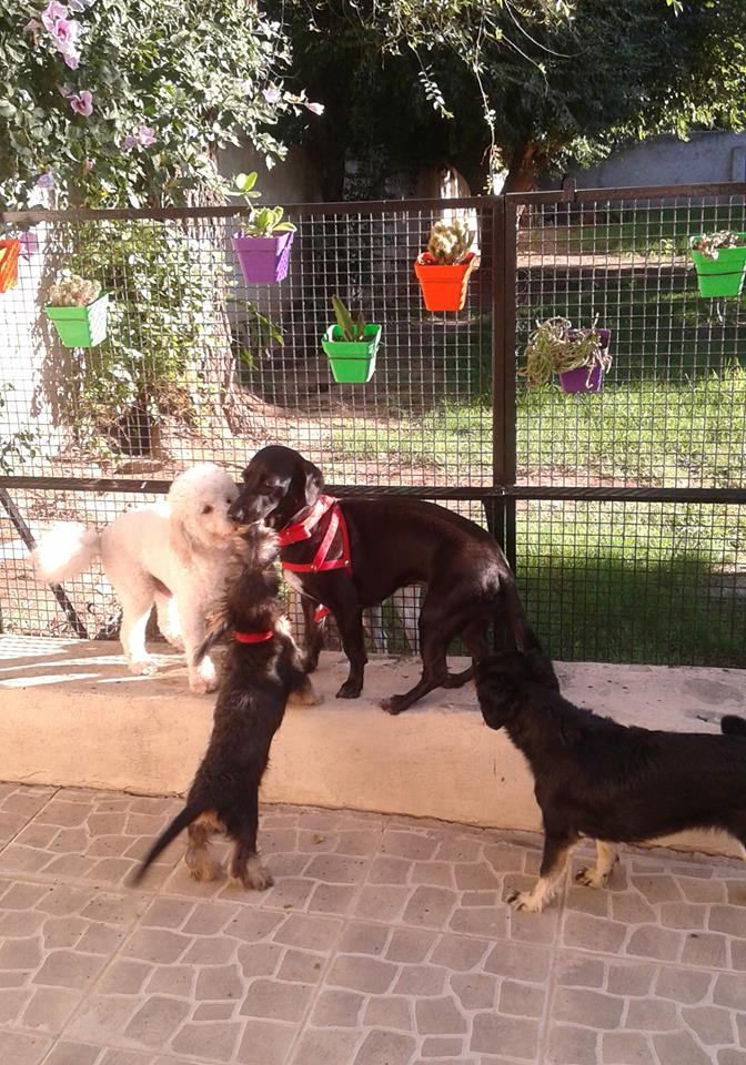 Hotel para perros Diuka Pets