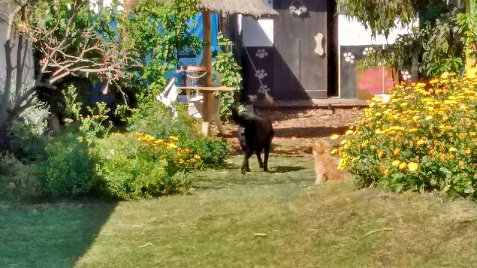 Hotel para perros Guardería Firulays