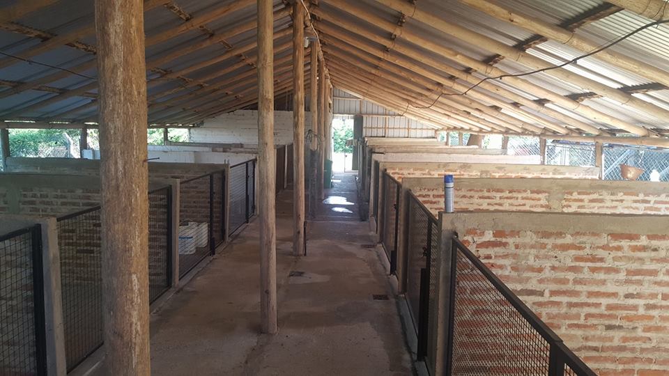 Hotel para perros Cuna de Molosos