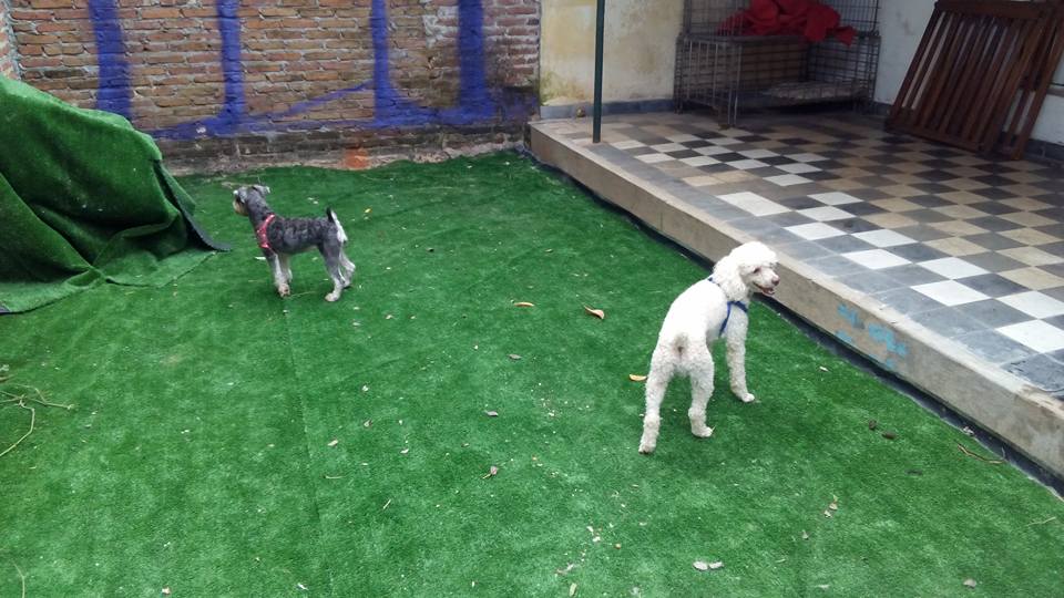 Hotel para perros Kennel Veterinaria y Hostel Canino