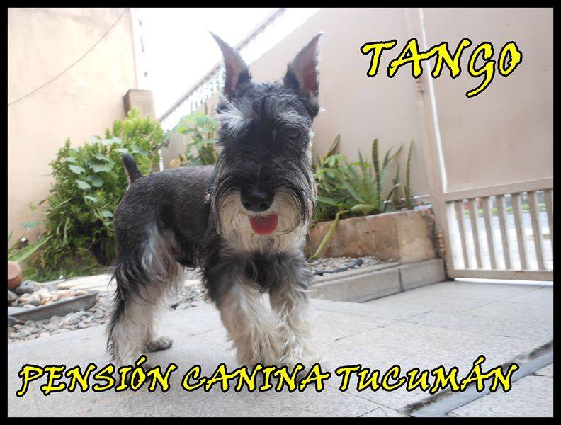 Hotel para perros Tucumán