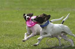 Hotel para perros Perrolandia