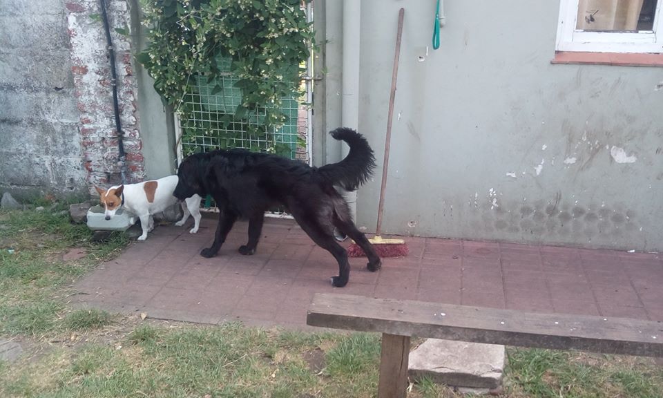 Hotel para perros Guardería Pascual Beagle