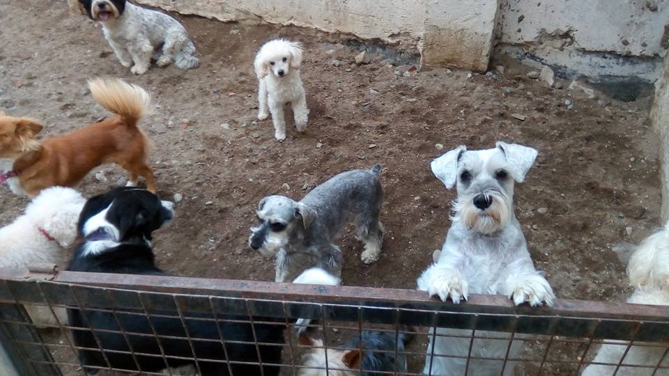 Hotel para perros Guardería Canina Charly