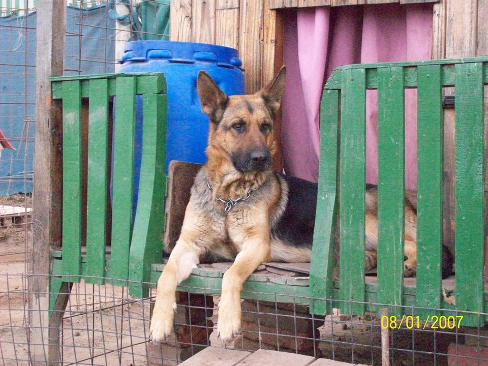 Hotel para perros Alma Pampa