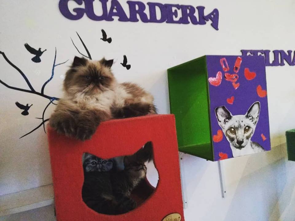 Hotel para gatos Guardería-Pensionado Felino Mishmosos