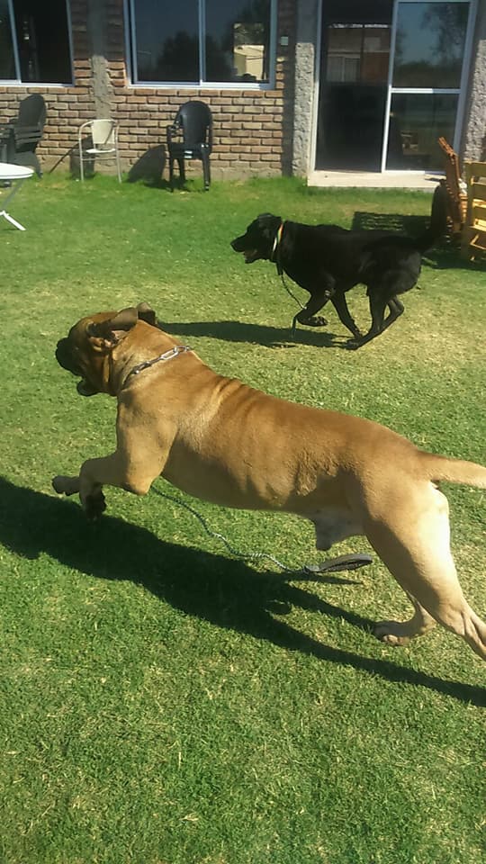 Foto de Guardería Canina Palu