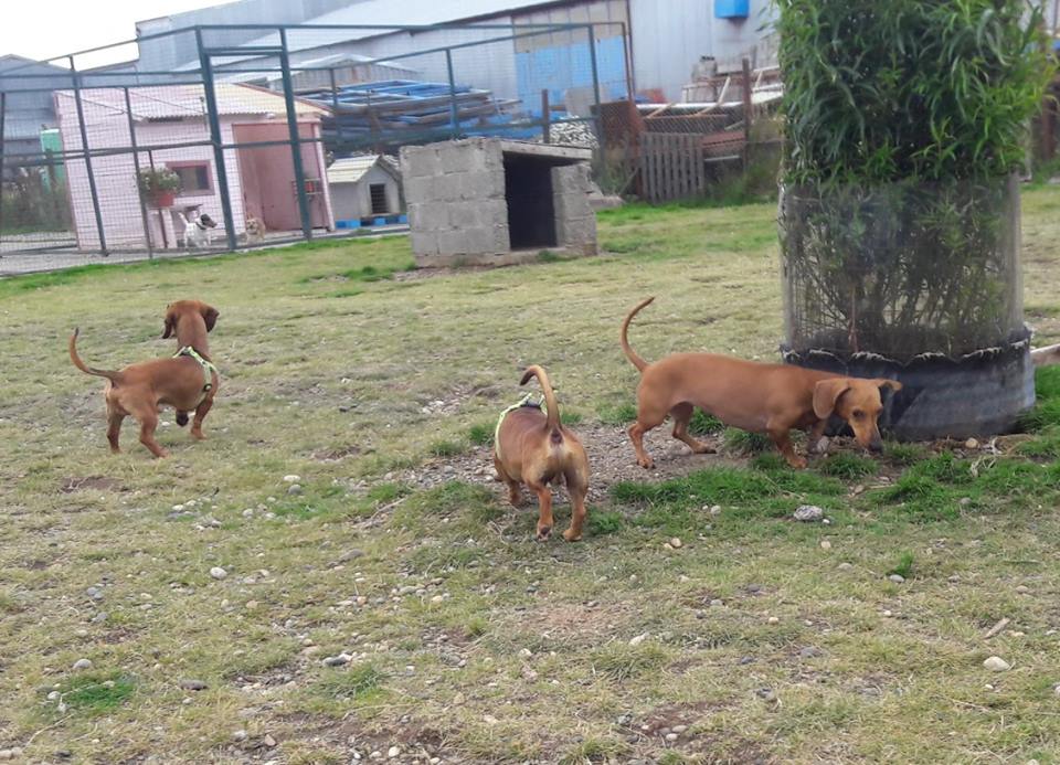 Foto de Día de Perros