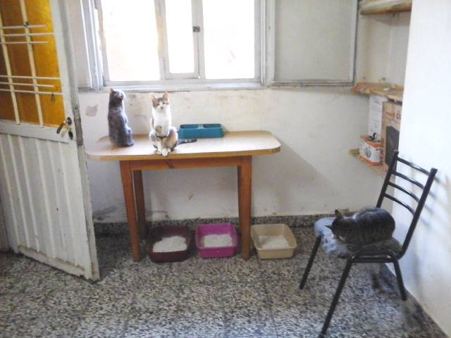 Hotel para perros y gatos Guardería Santino