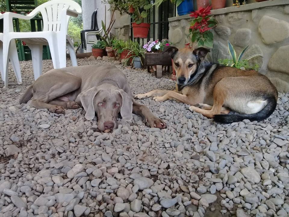 Hotel para perros Vida de Perros