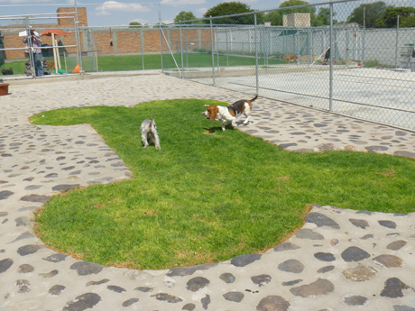 Hotel para perros La casa de mi mejor amigo