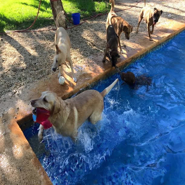 Hotel para perros SpaKan