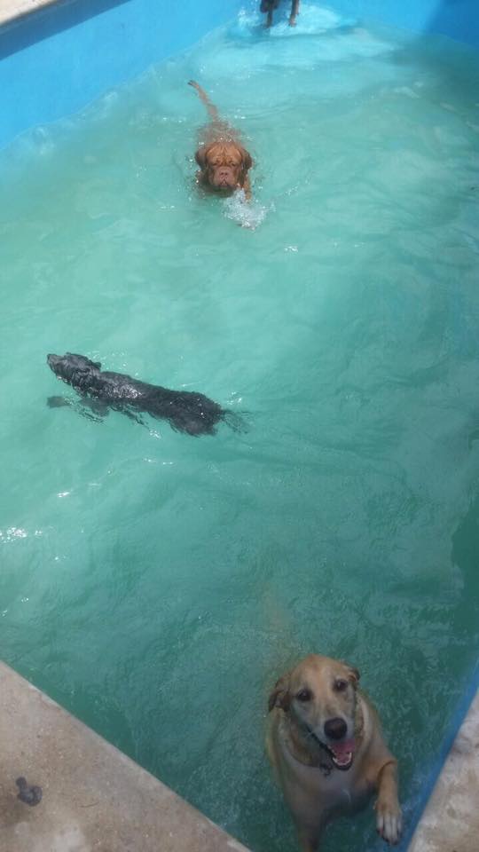 Hotel para perros Doggy House Playa
