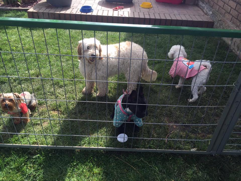 Hotel para perros Pet Resort