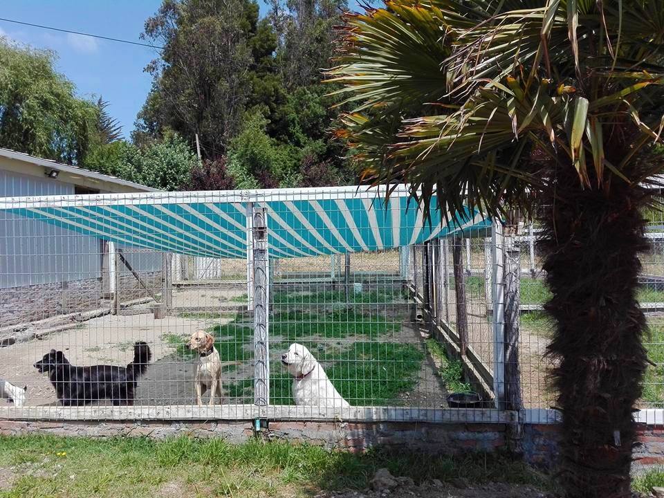 Hotel para perros Hotel canino San Luis