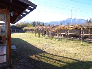 Hotel para perros y gatos Able Kennel