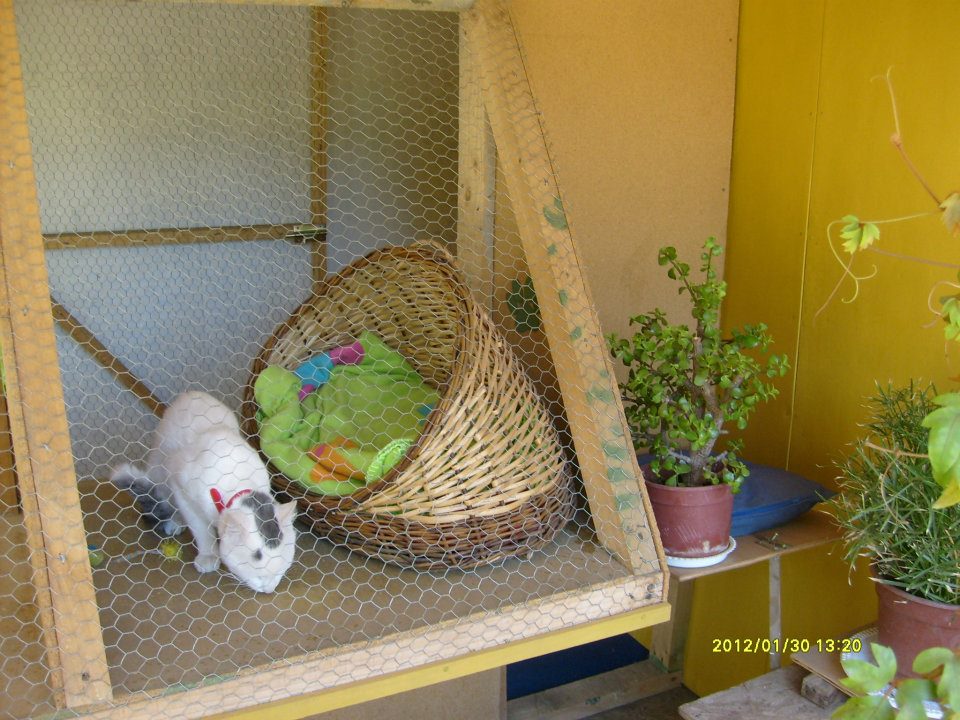 Hotel para perros y gatos Hotel Mascotas y Hostal Veterinario