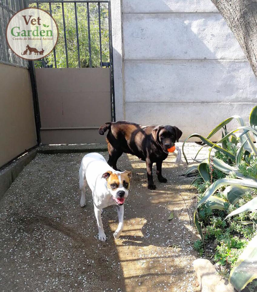 Hotel para perros Hotel CanPestre
