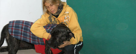 Hotel para perros y gatos La Casa de Bellota