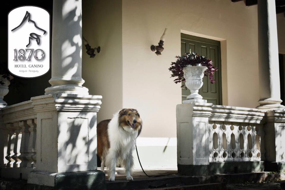 Hotel para perros 1870 Hotel Canino