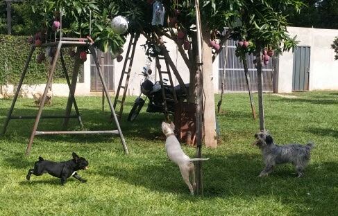 Hotel para perros Hotel Canino Alejandro Sevilla
