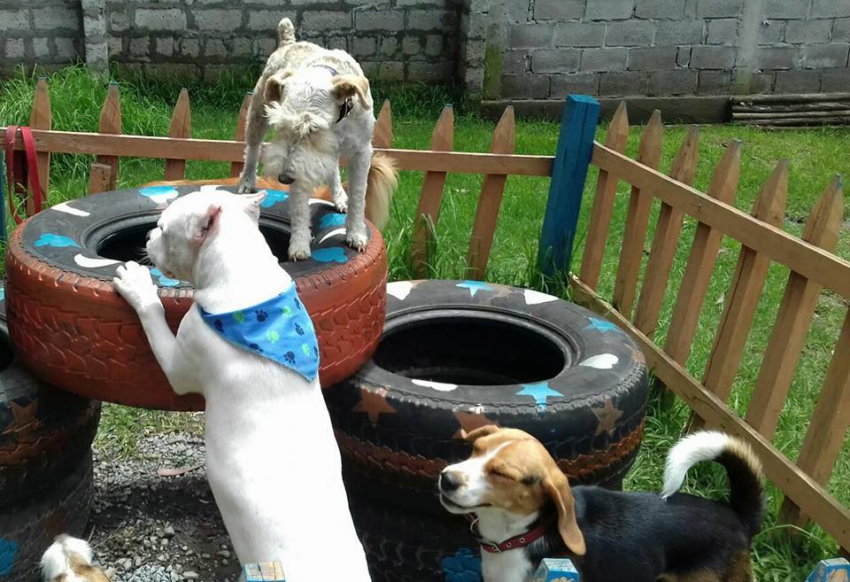 Hotel para perros Totos Dog House
