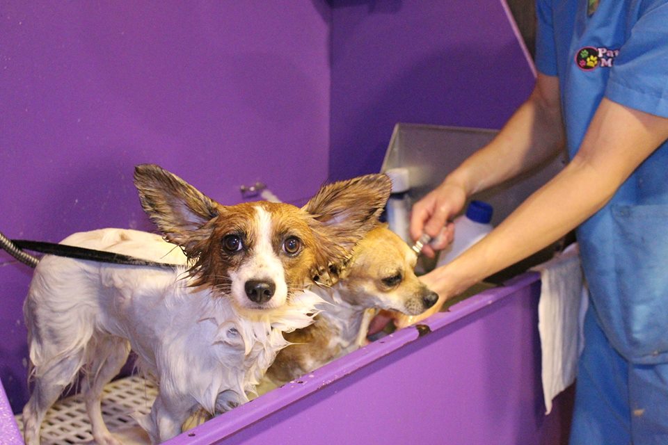 Hotel para perros y gatos Patitas Market