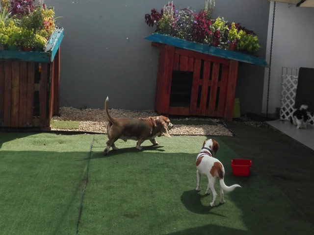 Hotel para perros y gatos Pets Home Panama Hotel de Mascotas