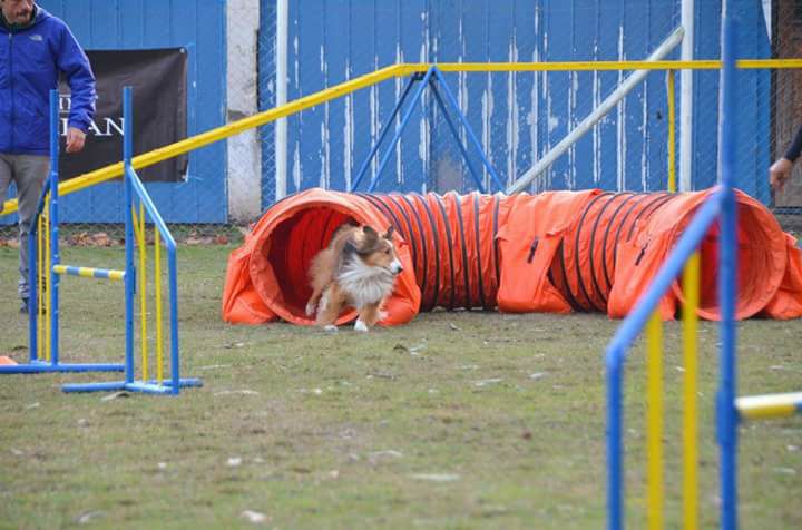 Hotel para perros Adiestramiento Canino EduGuau